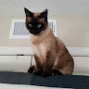 Meet your Posher, Delena